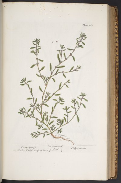 プレート 315、「A Curious Herbal」より 作： Elizabeth Blackwell