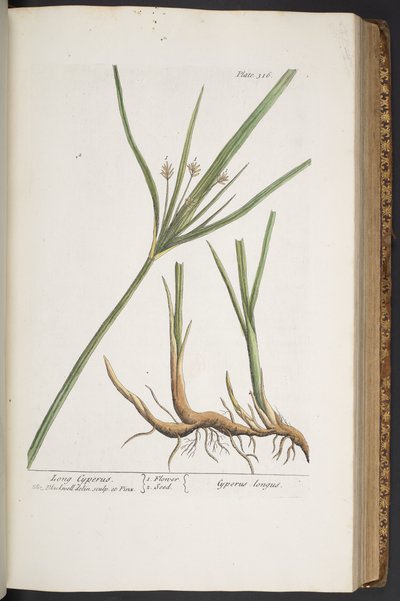 プレート 316、「A Curious Herbal」より 作： Elizabeth Blackwell