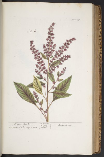 「A Curious Herbal」のプレート 317、フラワー ジェントル、またはアマランサス 作： Elizabeth Blackwell