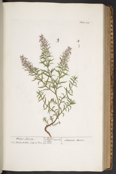 プレート 318、「A Curious Herbal」より 作： Elizabeth Blackwell