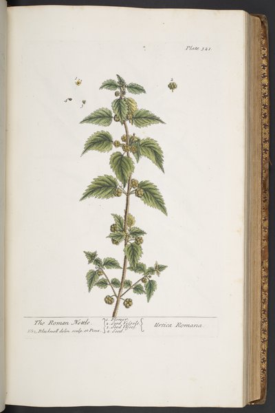 プレート 321、「A Curious Herbal」より 作： Elizabeth Blackwell