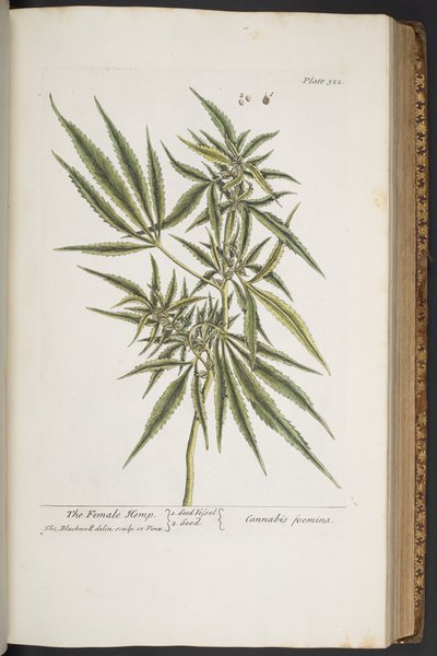 プレート 322、「A Curious Herbal」の雌のヘンプ 作： Elizabeth Blackwell
