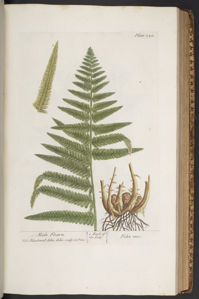 プレート 323、「A Curious Herbal」より 作： Elizabeth Blackwell