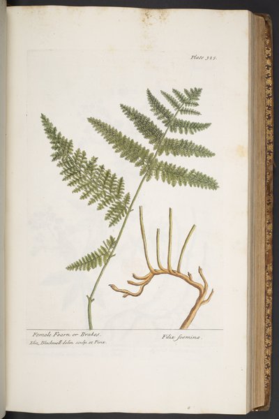 プレート 325、「A Curious Herbal」より 作： Elizabeth Blackwell