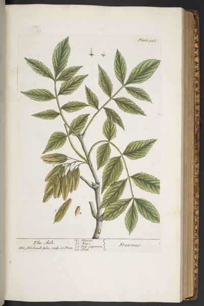 プレート 328、「A Curious Herbal」より 作： Elizabeth Blackwell