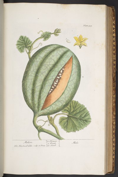 プレート 329、「A Curious Herbal」より 作： Elizabeth Blackwell