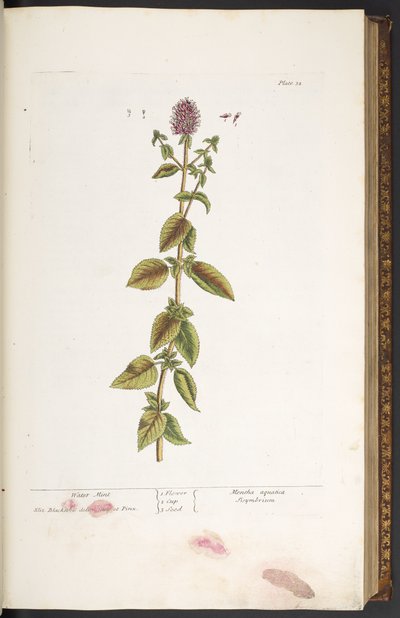 プレート 32、ウォーター ミント、「A Curious Herbal」より 作： Elizabeth Blackwell