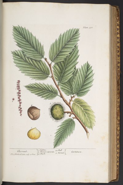 プレート 330、「A Curious Herbal」より 作： Elizabeth Blackwell