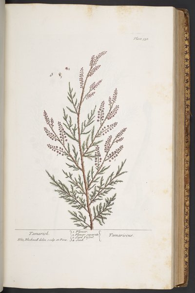 プレート 331、「A Curious Herbal」より 作： Elizabeth Blackwell