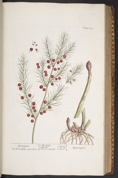 プレート 332、スパラガス、「A Curious Herbal」より 作： Elizabeth Blackwell