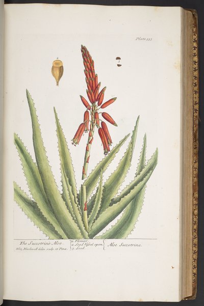 プレート 333、「A Curious Herbal」より 作： Elizabeth Blackwell