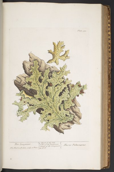 プレート 335、「A Curious Herbal」より 作： Elizabeth Blackwell