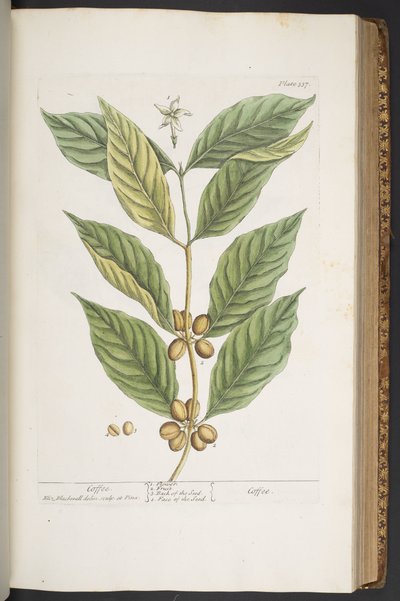 プレート 337、「A Curious Herbal」より 作： Elizabeth Blackwell