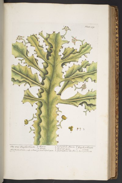 プレート 339、「A Curious Herbal」より 作： Elizabeth Blackwell