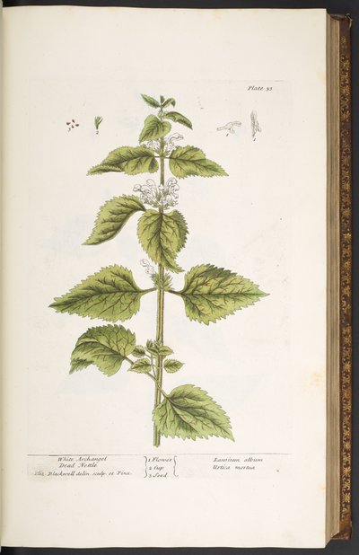 プレート 33、ホワイト アークエンジェル デッド イラクサ、「A Curious Herbal」より 作： Elizabeth Blackwell