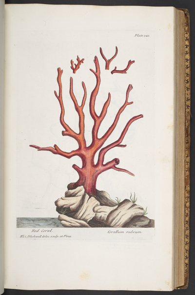 プレート 341、「A Curious Herbal」より 作： Elizabeth Blackwell