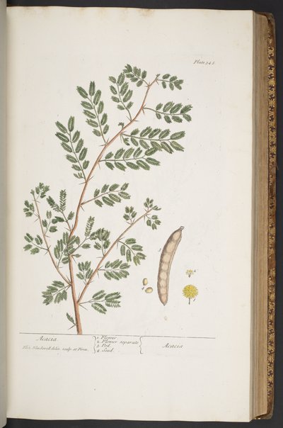 プレート 345、「A Curious Herbal」より 作： Elizabeth Blackwell
