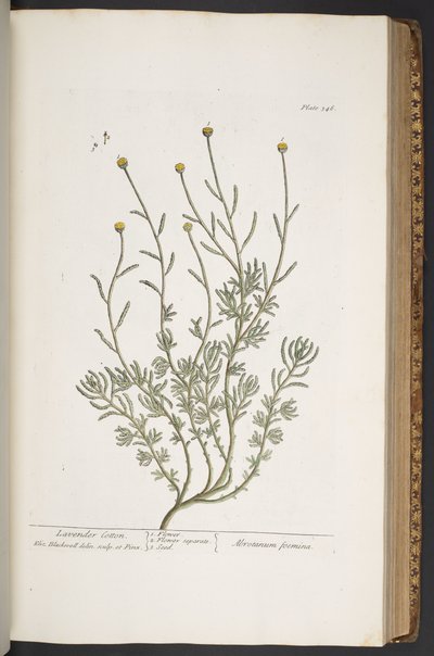 プレート 346、「A Curious Herbal」より 作： Elizabeth Blackwell
