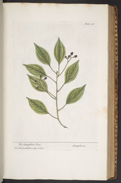 プレート 347、「A Curious Herbal」より 作： Elizabeth Blackwell