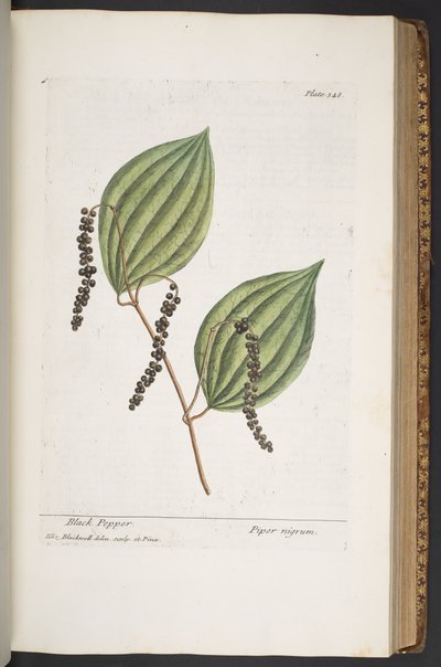 プレート 348、「A Curious Herbal」より 作： Elizabeth Blackwell