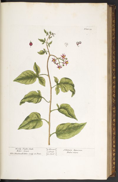 プレート 34、ウッディ ナイト シェード、ビター スウィート、「A Curious Herbal」より 作： Elizabeth Blackwell