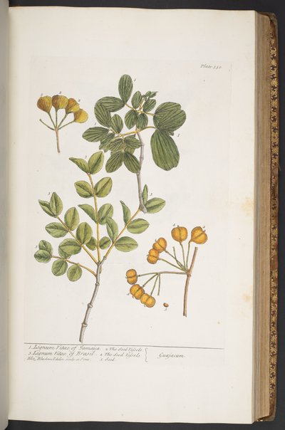 プレート 350、「A Curious Herbal」より 作： Elizabeth Blackwell