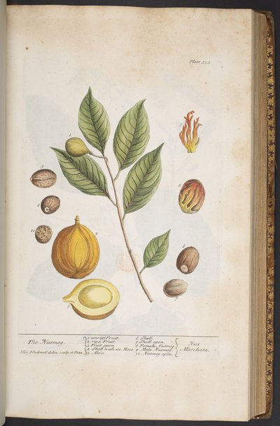 プレート 353、「A Curious Herbal」より 作： Elizabeth Blackwell