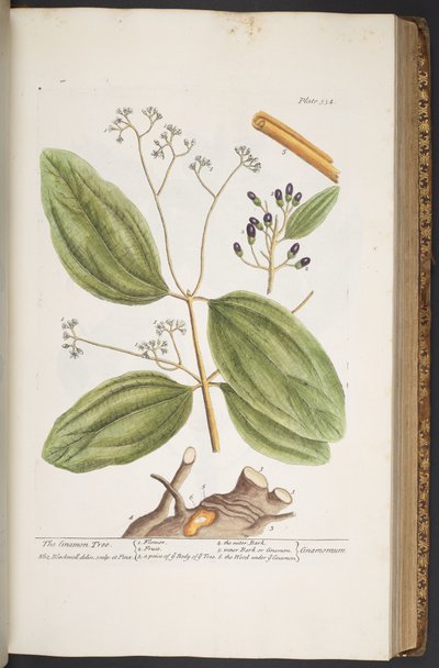 プレート 354、「A Curious Herbal」より 作： Elizabeth Blackwell