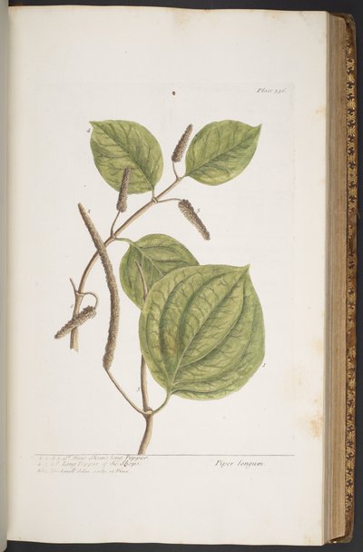 プレート 356、「A Curious Herbal」より 作： Elizabeth Blackwell