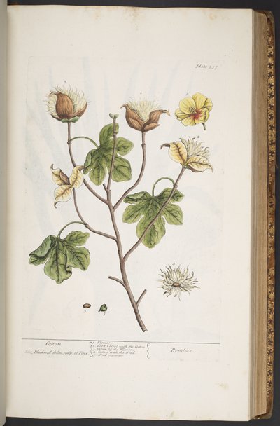 プレート 357、「A Curious Herbal」より 作： Elizabeth Blackwell