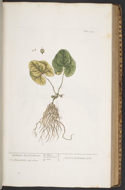 プレート 359、「A Curious Herbal」より 作： Elizabeth Blackwell