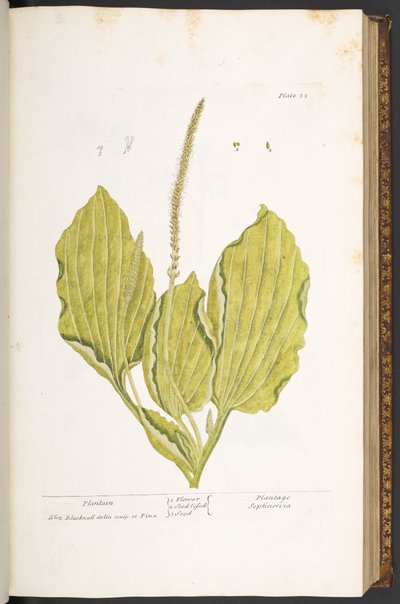 プレート 35、オオバコ、「A Curious Herbal」より 作： Elizabeth Blackwell
