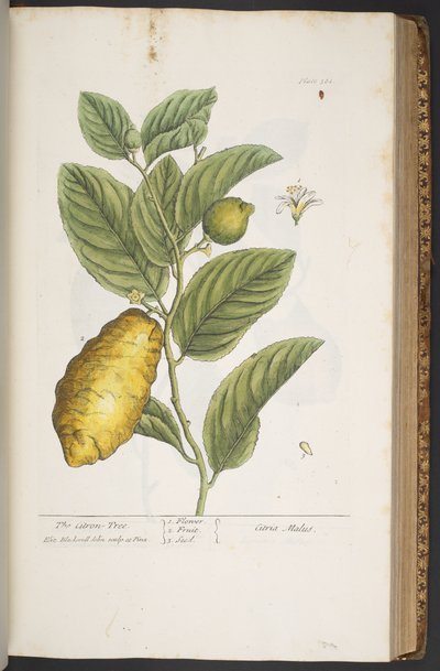 プレート 361、「A Curious Herbal」より 作： Elizabeth Blackwell