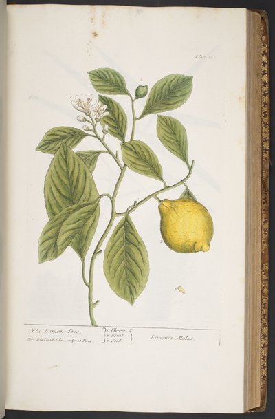 プレート 362、「A Curious Herbal」より 作： Elizabeth Blackwell