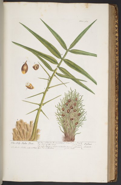プレート 363、「A Curious Herbal」より 作： Elizabeth Blackwell