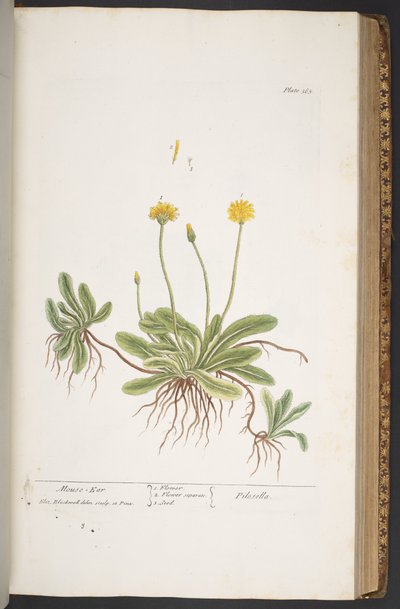プレート 365、「A Curious Herbal」より 作： Elizabeth Blackwell
