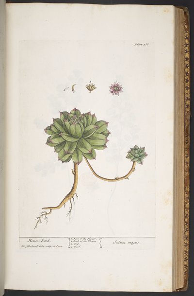 プレート 366、「A Curious Herbal」より 作： Elizabeth Blackwell