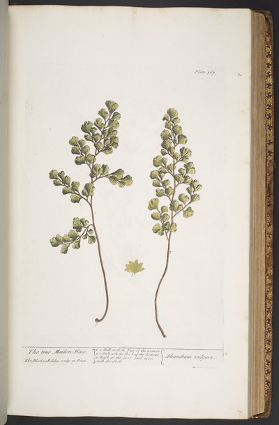 プレート 367、「A Curious Herbal」より 作： Elizabeth Blackwell