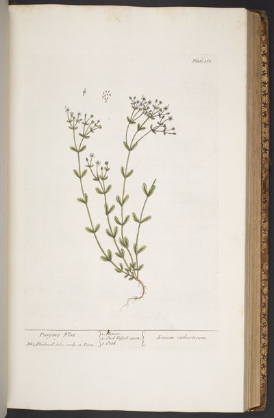 プレート 368、「A Curious Herbal」より 作： Elizabeth Blackwell
