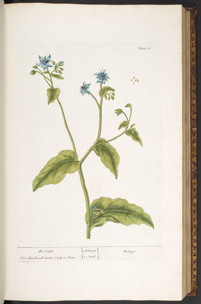 プレート 36、ボラージュ、「A Curious Herbal」より 作： Elizabeth Blackwell