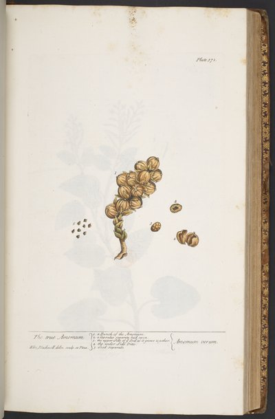 プレート 371、「A Curious Herbal」より 作： Elizabeth Blackwell
