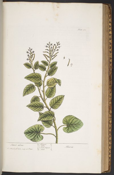 プレート 372、「A Curious Herbal」より 作： Elizabeth Blackwell