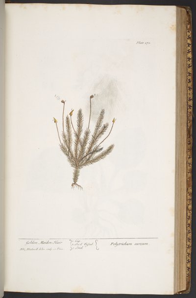 プレート 375、「A Curious Herbal」より 作： Elizabeth Blackwell