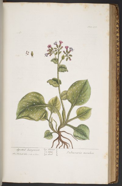 プレート 376、「A Curious Herbal」より 作： Elizabeth Blackwell