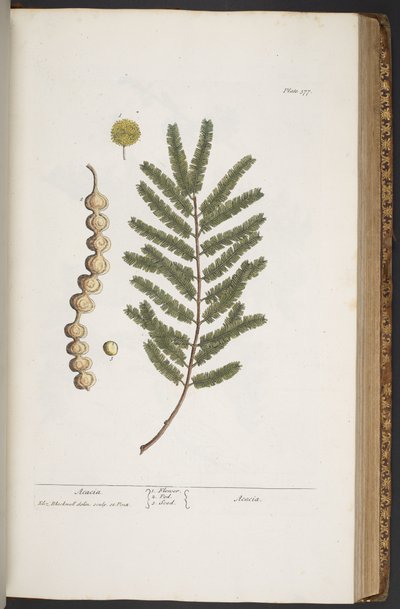 プレート 377、「A Curious Herbal」より 作： Elizabeth Blackwell