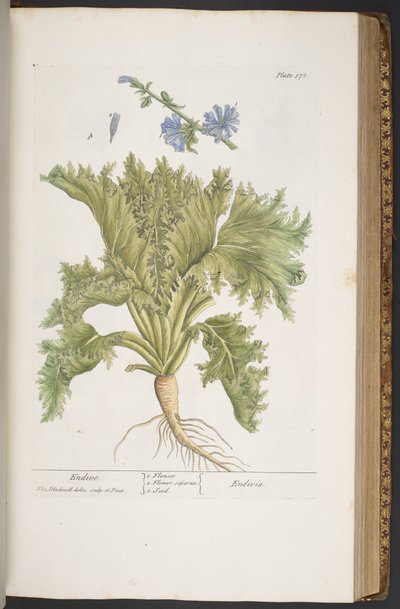 プレート 378、「A Curious Herbal」より 作： Elizabeth Blackwell