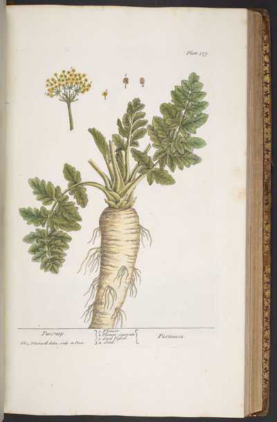 プレート 379、「A Curious Herbal」より 作： Elizabeth Blackwell