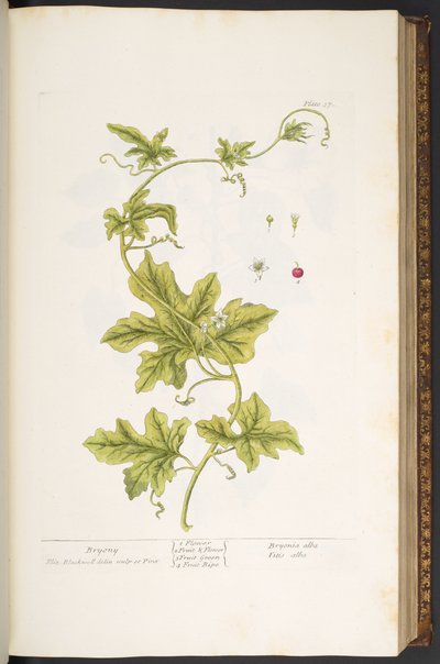 プレート 37、Bryony、「A Curious Herbal」より 作： Elizabeth Blackwell