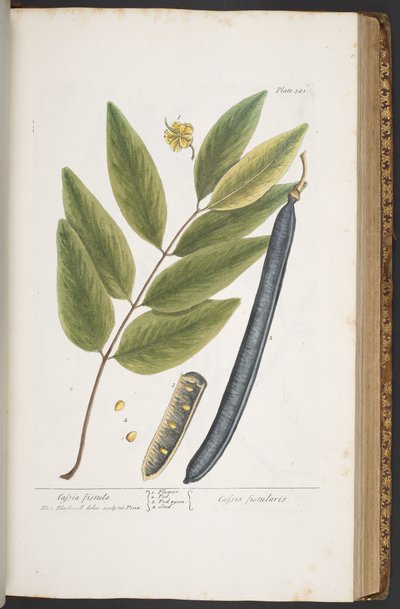 プレート 381、「A Curious Herbal」より 作： Elizabeth Blackwell