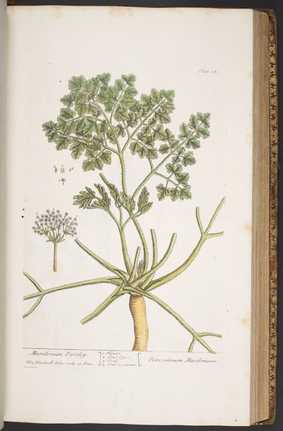 プレート 382、「A Curious Herbal」より 作： Elizabeth Blackwell